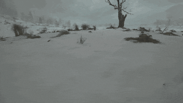 image6.GIF